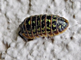 stonoga murowa