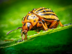 Colorado potato beetle / Stonka ziemniaczana