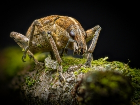 Weevils / Ryjkowiec (Curculionidae)