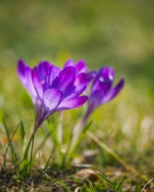 Krokus wiosenny
