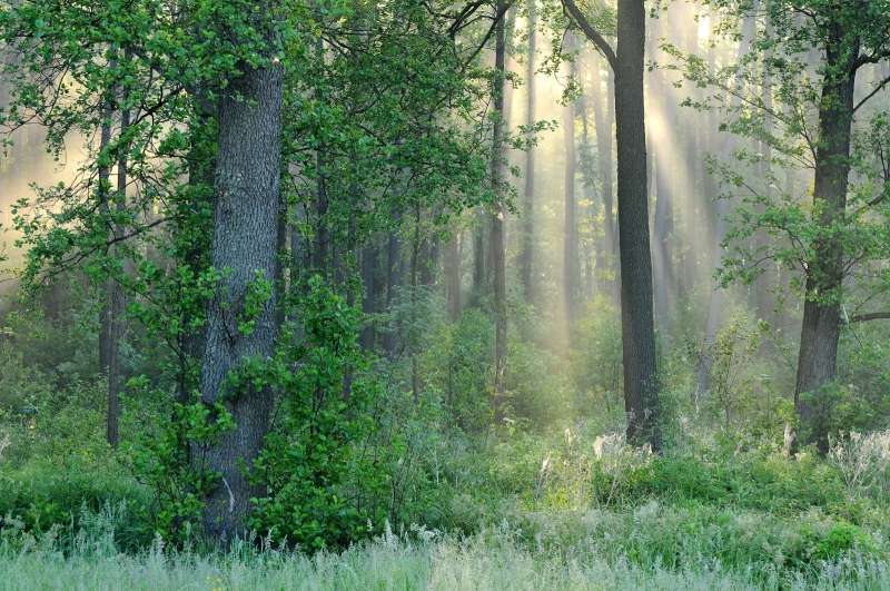 Przebudzenie lasu