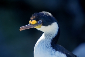 Niebieskooki.