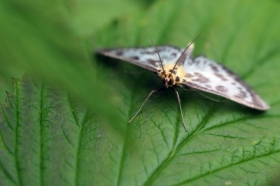 Anania hortulata
