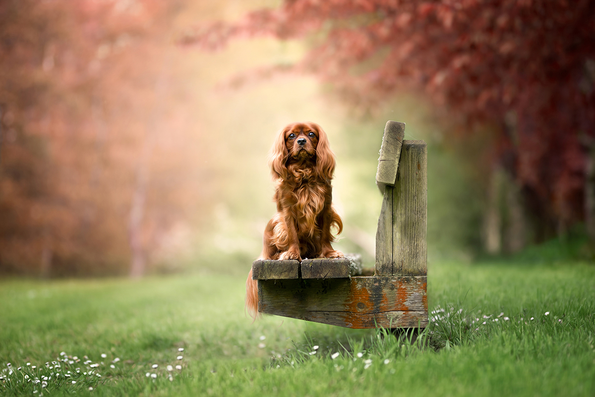 Cavalier King Charles Spaniel