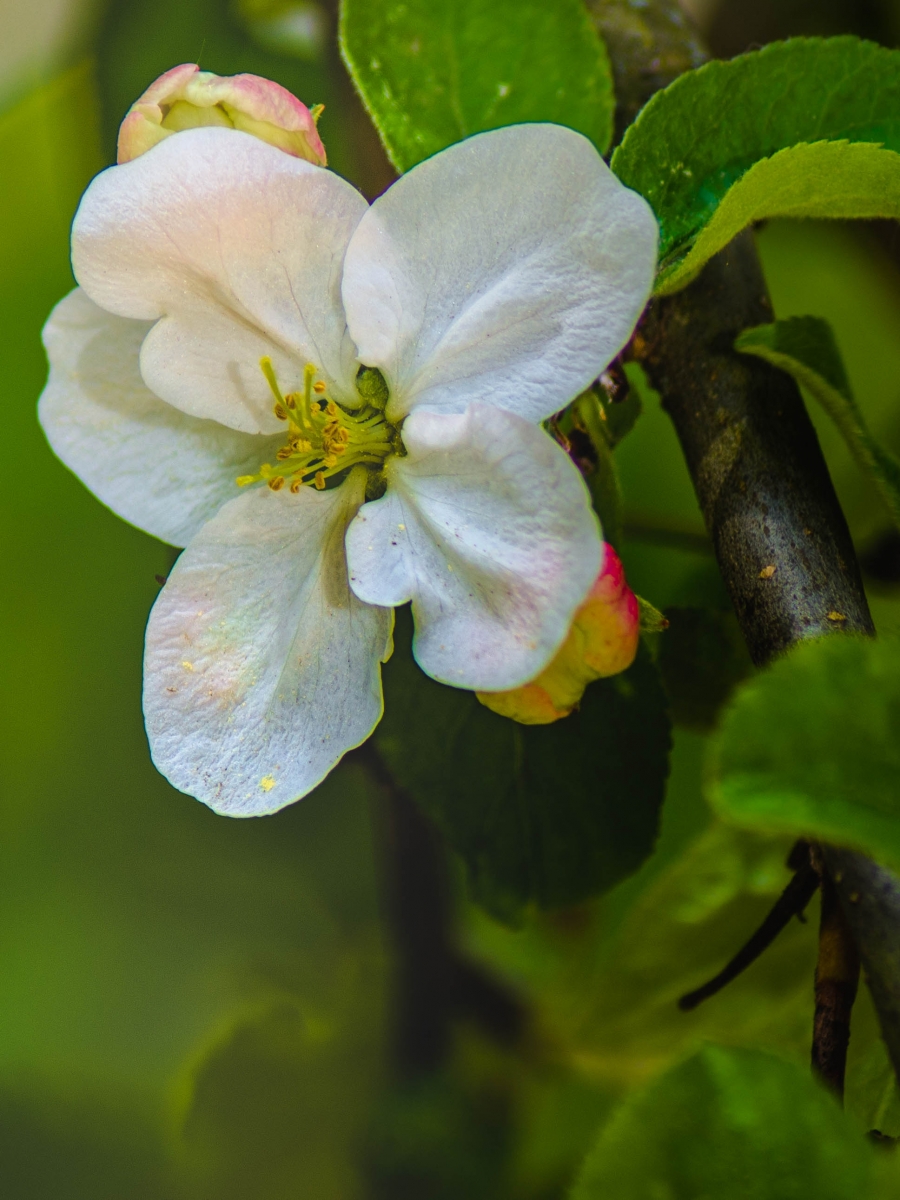 kwiat kwitnacej jaboni