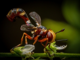 D�tka rudonoga (Physocephala rufipes)