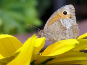 Przestrojnik jurtnia