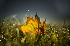 �wie�o�� poranka