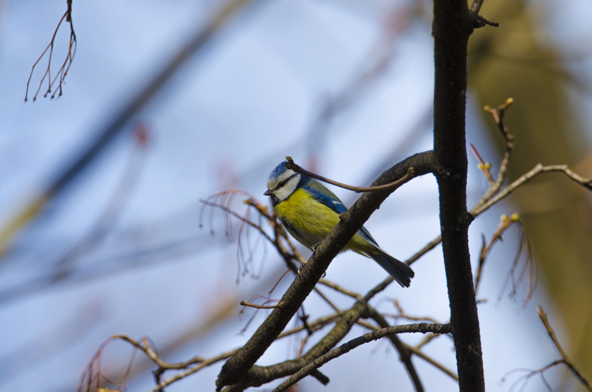 Modraszka  (Cyanistes caeruleus)