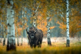 Kr�l puszczy