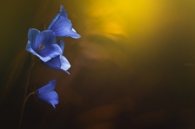 Elven lanterns...