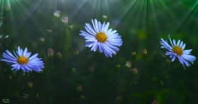 W promieniach �ycia