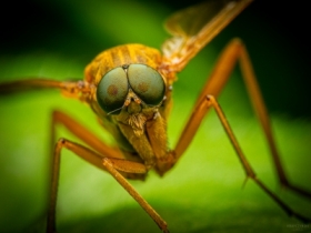 Golden-haired horsefly / Kobyliczka (Chrysopilus)
