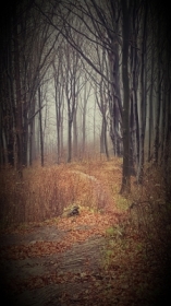 Mroczny las