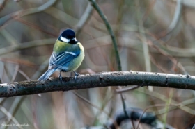 Jakby co, to ja tu rz�dz� ...