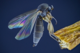 Ziemirka (dark-winged fungus gnat)