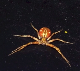 Krzy�ak pomara�czowy (Araneus alsine) [AI]
